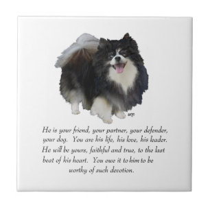 Pomeranian Andenken Rüde Fliese