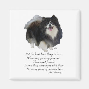 Pomeranian Andenken Rüde Magnet