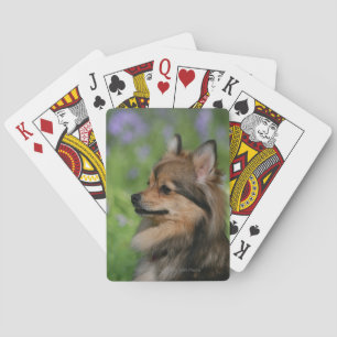 Pomeranian Kopfaufnahme Sitzend Spielkarten