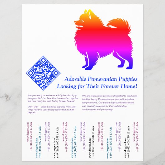 Pomeranian-Welpen Flyer (Vorne)