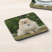 Pomeraning Sitzen Getränkeuntersetzer (Linke Seite)