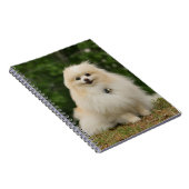 Pomeraning Sitzen Notizblock (Rechte Seite)