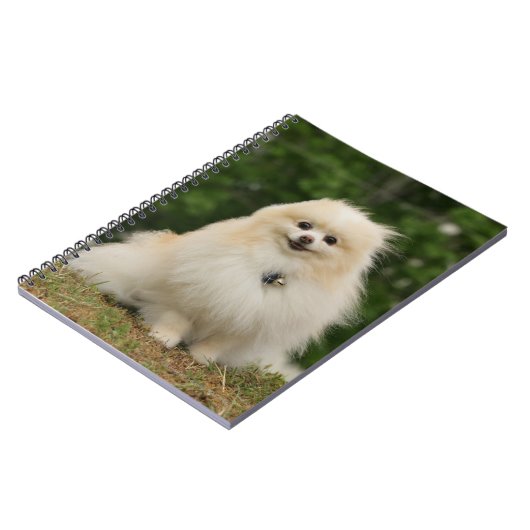 Pomeraning Sitzen Notizblock (Linke Seite)