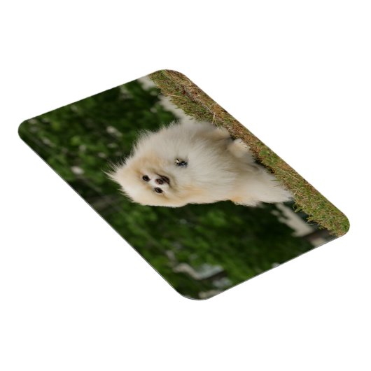 Pomerination Magnet (Rechte Seite)