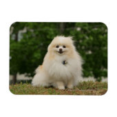 Pomerination Magnet (Horizontal)