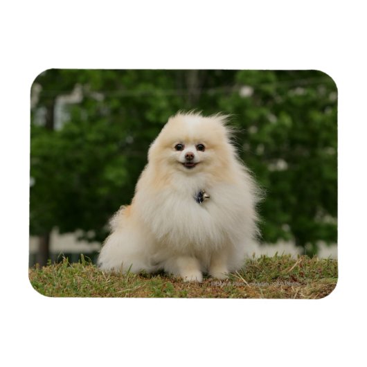 Pomerination Magnet (Horizontal)