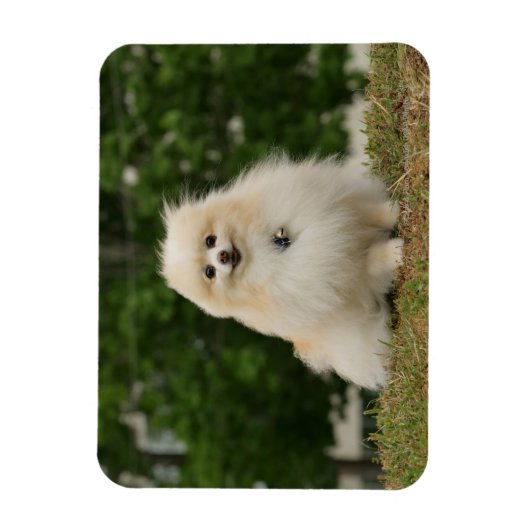 Pomerination Magnet (Vertikal)