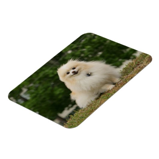 Pomerination Magnet (Linke Seite)