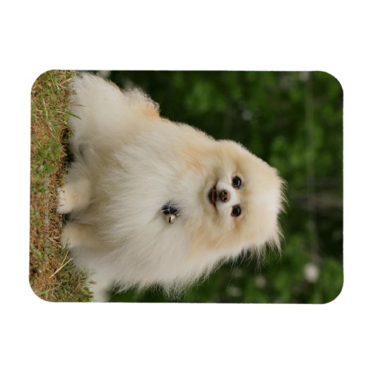 Pomerination Magnet (Horizontal)