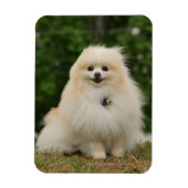 Pomerination Magnet (Vertikal)