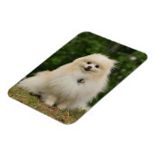 Pomerination Magnet (Linke Seite)