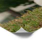 Pomerination Poster (Ecke)