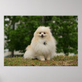 Pomerination Poster (Vorne)