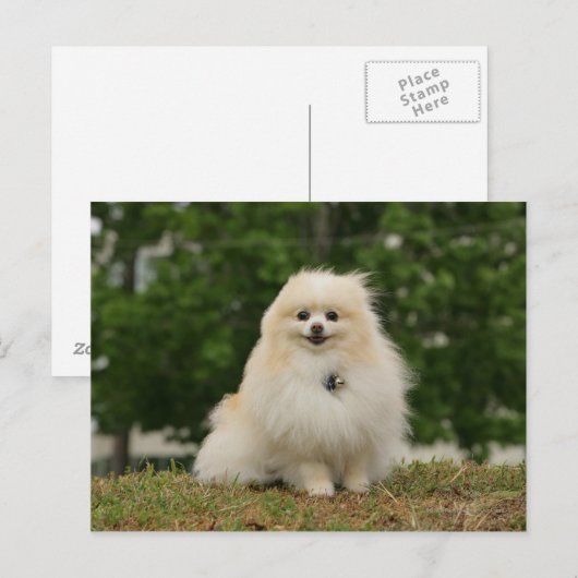 Pomerination Postkarte (Vorne/Hinten)