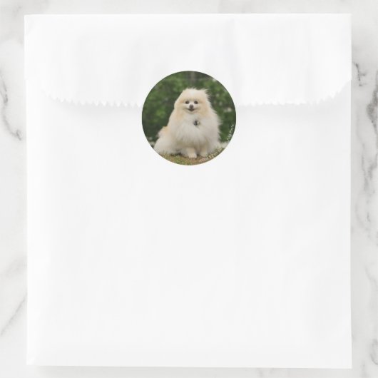 Pomerination Runder Aufkleber (Tasche)