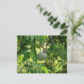 Pomme Cannelle - Martinique, FWI Postkarte (Stehend Vorderseite)