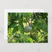 Pomme Cannelle - Martinique, FWI Postkarte (Vorne/Hinten)