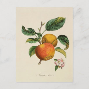 Pomme Princesse Postkarte
