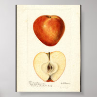 Pomological Watercolor Marshall Red