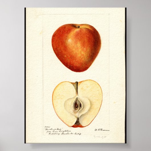 Pomological Watercolor Marshall Red Poster (Vorne)