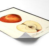 Pomological Watercolor Marshall Red Poster (Ecke)
