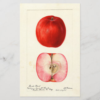 Pomologisches Aquarellfarbe