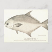 Pompano Postkarte (Vorderseite)