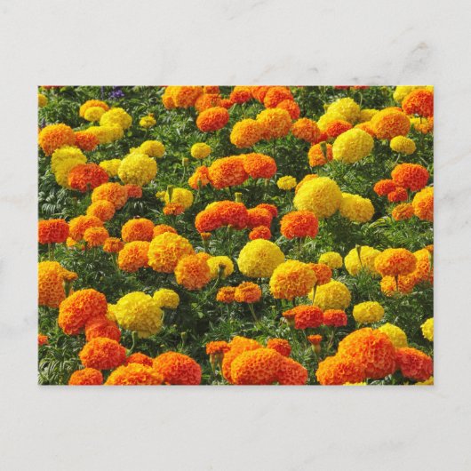 Pompom Chrysanthemums, Roath Park, Cardiff, Wales. Postkarte (Vorderseite)