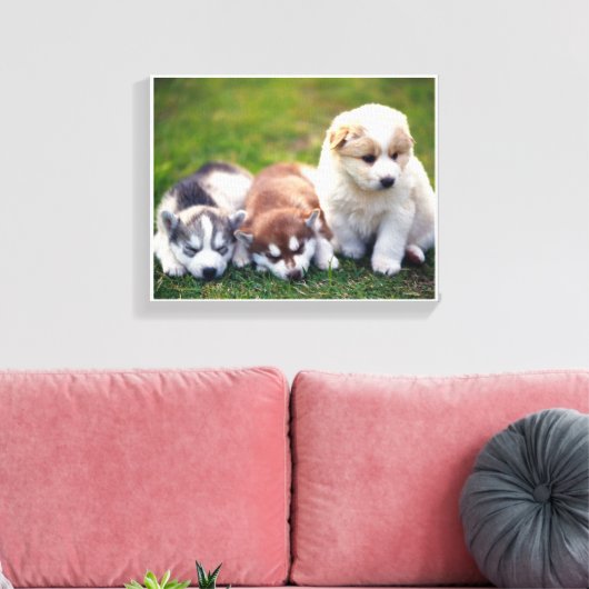 Pomsky Welpen Leinwand (Insitu (Wohnzimmer))