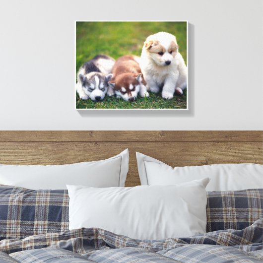 Pomsky Welpen Leinwand (Insitu (Schlafzimmer))