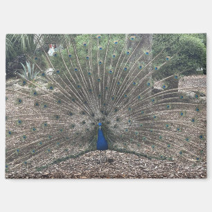 Ponce de Leons Jungbrunnen Magnet