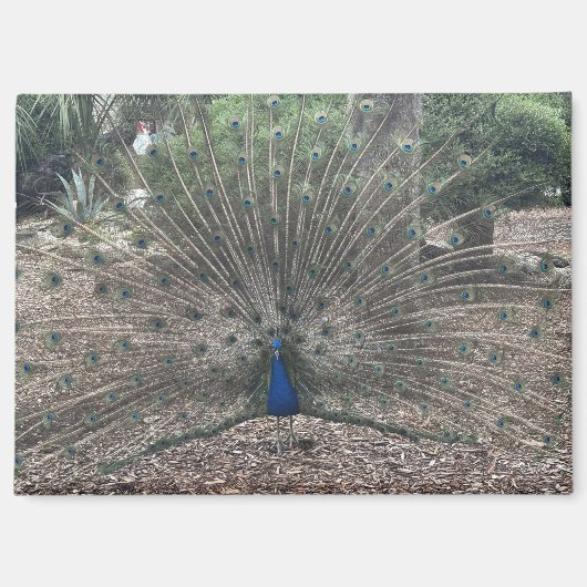Ponce de Leons Jungbrunnen Magnet (Vorderseite)