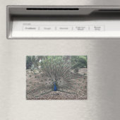 Ponce de Leons Jungbrunnen Magnet (In Situ (Geschirrspüler))