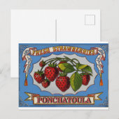 Ponchatoula, LA Strawberries Postkarte (Vorne/Hinten)