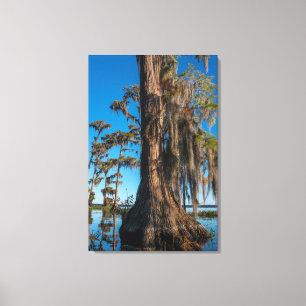 Pond Cypress Tree in einem Sumpf Leinwanddruck