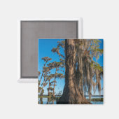 Pond Cypress Tree in einem Sumpf Magnet (Vorderseite/Rückseite)