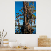 Pond Cypress Tree in einem Sumpf Poster (Küche)
