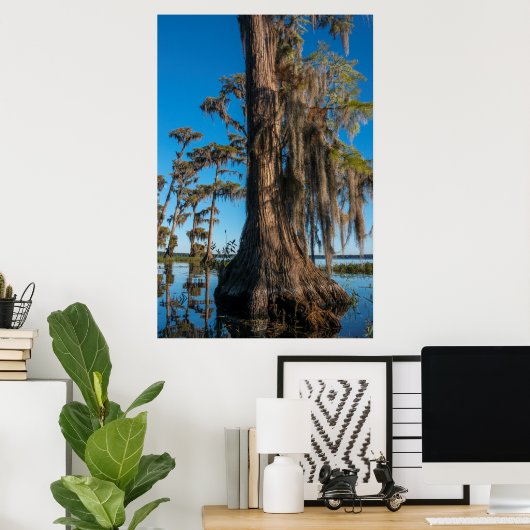 Pond Cypress Tree in einem Sumpf Poster (Heimbüro)