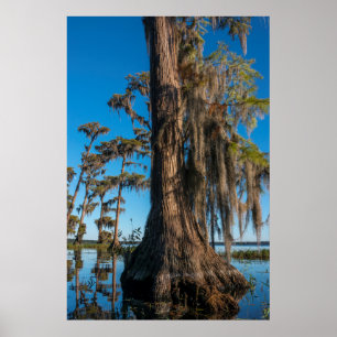 Pond Cypress Tree in einem Sumpf Poster