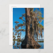 Pond Cypress Tree in einem Sumpf Postkarte (Vorne/Hinten)