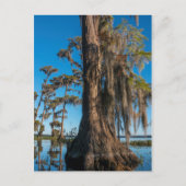 Pond Cypress Tree in einem Sumpf Postkarte (Vorderseite)