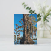 Pond Cypress Tree in einem Sumpf Postkarte (Stehend Vorderseite)