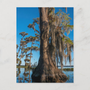 Pond Cypress Tree in einem Sumpf Postkarte