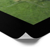 Pond Frog Poster (Ecke)