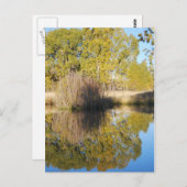 Pond Reflections Wilde Cattails Herbst Postkarte (Vorne/Hinten)