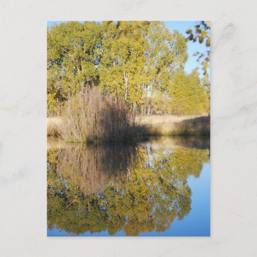 Pond Reflections Wilde Cattails Herbst Postkarte (Vorderseite)