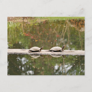 Pond Turtle Postcard Postkarte
