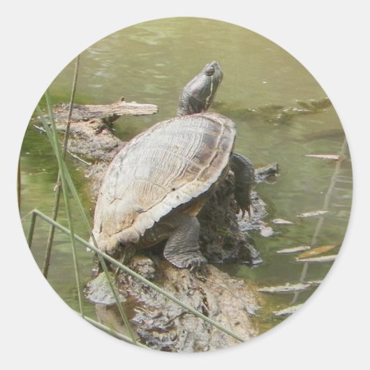 Pond Turtle Stickers (Vorderseite)