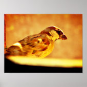 Pondering Sparrow Poster (Vorne)