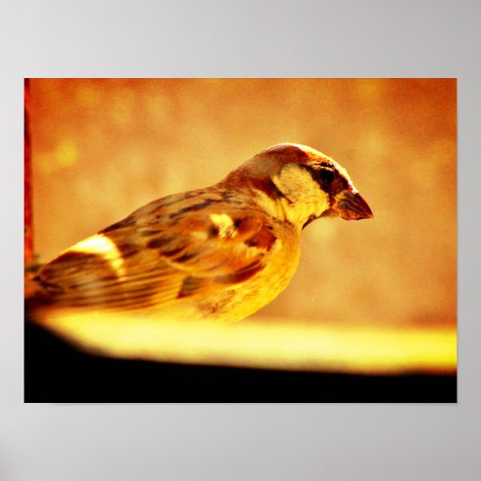 Pondering Sparrow Poster (Vorne)